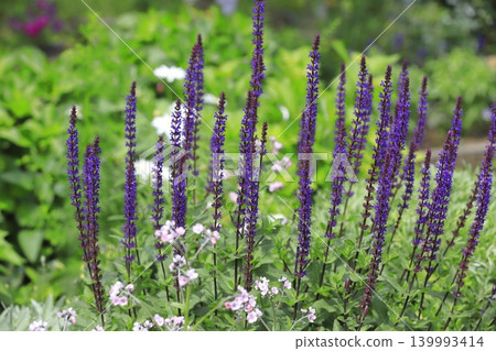 Salvia nemorosa caradonna(林地鼠尾草) Salvia nemorosa caradonna(林地鼠尾草) 139993414