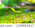 young tree with two leaves 139993417