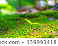 young tree with two leaves 139993418