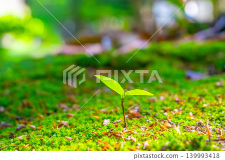 young tree with two leaves 139993418