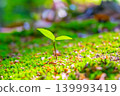 young tree with two leaves 139993419