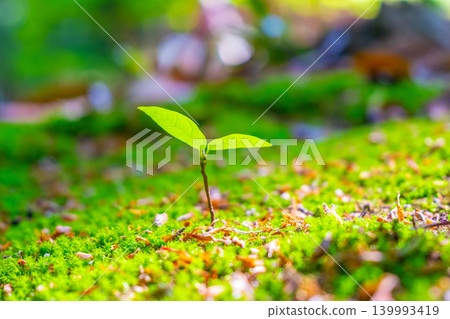 young tree with two leaves young tree with two leaves 139993419
