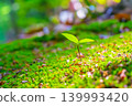 young tree with two leaves 139993420