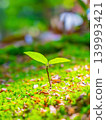 young tree with two leaves 139993421