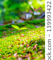 young tree with two leaves 139993422