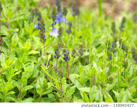 Vibrant Evolvulus flowers Vibrant Evolvulus flowers 139993427