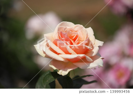 Roses blooming in the flowerbed, their fragrance wafting through the air. 139993456