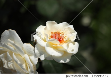 Roses blooming in the flowerbed, their fragrance wafting through the air. Roses blooming in the flowerbed, their fragrance wafting through the air. 139993457