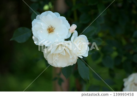 Roses blooming in the flowerbed, their fragrance wafting through the air. Roses blooming in the flowerbed, their fragrance wafting through the air. 139993458