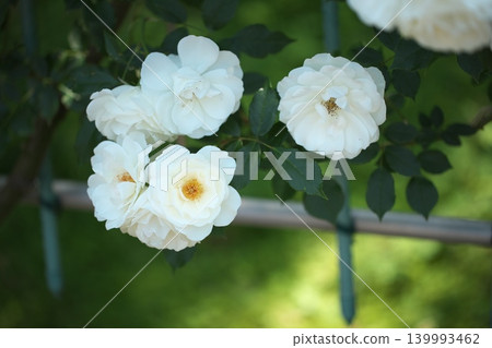 花壇裡玫瑰盛開，芬芳四溢。 139993462