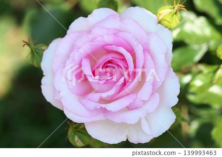 花壇裡玫瑰盛開,芬芳四溢。 花壇裡玫瑰盛開,芬芳四溢。 139993463