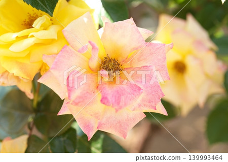 花壇裡玫瑰盛開,芬芳四溢。 花壇裡玫瑰盛開,芬芳四溢。 139993464