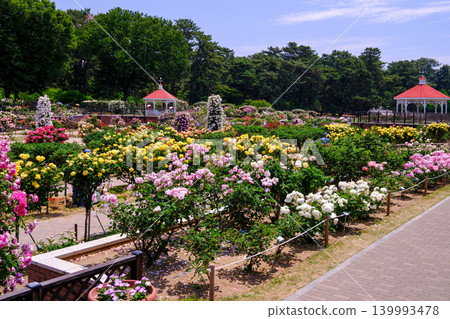 Colorful Shikishima Rose Garden Colorful Shikishima Rose Garden 139993478
