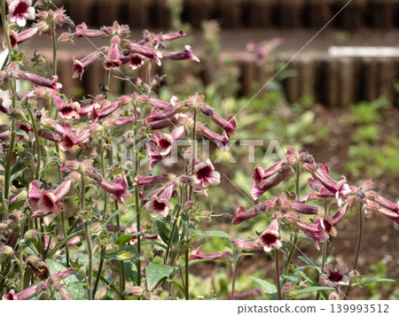 Rehmannia glutinosa flowers Rehmannia glutinosa flowers 139993512