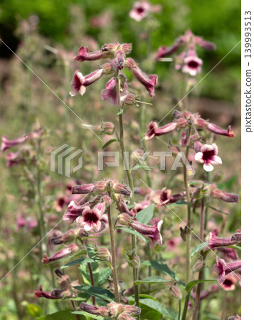 Rehmannia glutinosa flowers Rehmannia glutinosa flowers 139993513