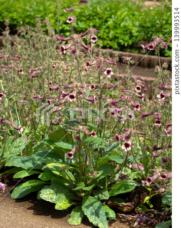 Rehmannia glutinosa flowers Rehmannia glutinosa flowers 139993514