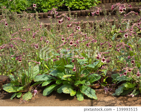 Rehmannia glutinosa flowers Rehmannia glutinosa flowers 139993515