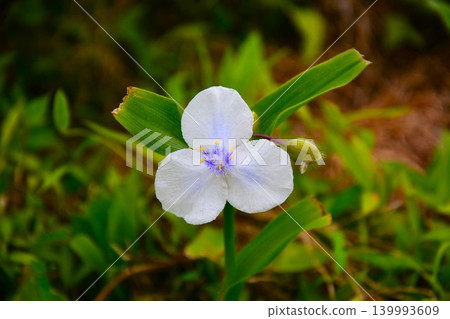 White-flowered spiderwort White-flowered spiderwort 139993609