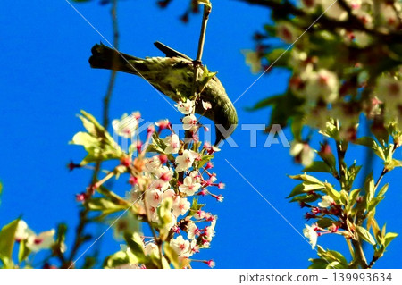 Bulbul and cherry Bulbul and cherry 139993634