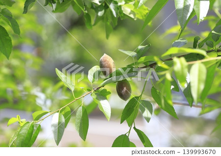 Almond fruit Almond fruit 139993670
