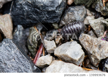 Pill bugs moving back and forth on stones Pill bugs moving back and forth on stones 139993676