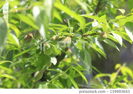 Almond fruit Almond fruit 139993683