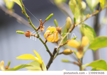 Cream-colored flowers and buds of the Chinese Michelia (Magnolia figo). Cream-colored flowers and buds of the Chinese Michelia (Magnolia figo). 139993686