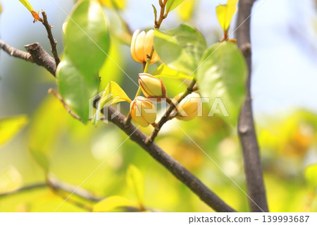 中國含笑(Magnolia figo)的乳白色花朵和花蕾。 中國含笑(Magnolia figo)的乳白色花朵和花蕾。 139993687