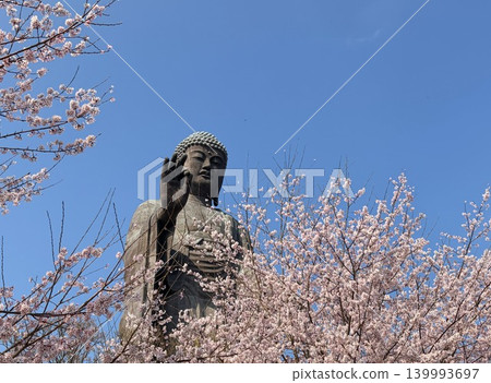 A magnificent Buddha statue gazing at the blue sky through cherry blossoms in full bloom. A magnificent Buddha statue gazing at the blue sky through cherry blossoms in full bloom. 139993697