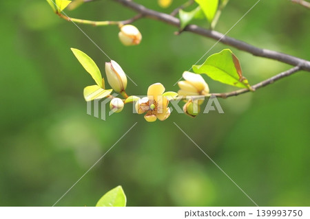 Cream-colored flowers and buds of the Chinese Michelia (Magnolia figo). 139993750