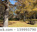 Wooden benches lined up in a larch forest with yellowing leaves. 139993790