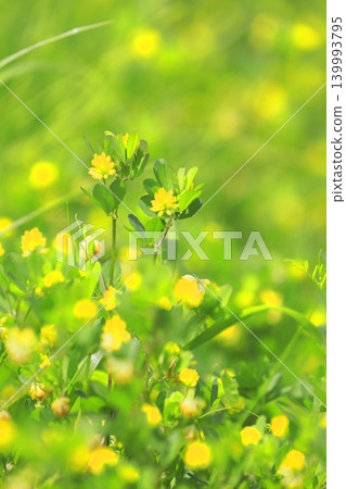 Cute rice grain clover flowers Cute rice grain clover flowers 139993795