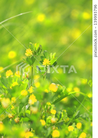 Cute rice grain clover flowers Cute rice grain clover flowers 139993796