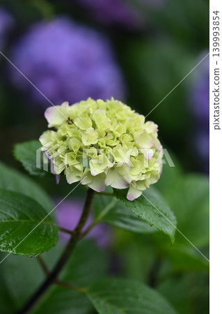 繡球花（下雨天拍攝） 139993854