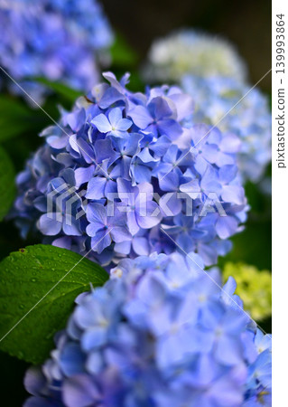 Hydrangea (photographed on a rainy day) Hydrangea (photographed on a rainy day) 139993864