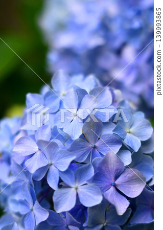Hydrangea (photographed on a rainy day) Hydrangea (photographed on a rainy day) 139993865