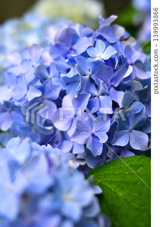 Hydrangea (photographed on a rainy day) Hydrangea (photographed on a rainy day) 139993866