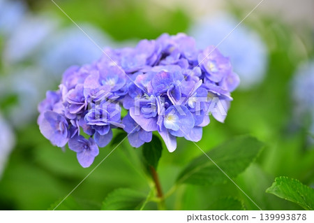 繡球花(下雨天拍攝) 繡球花(下雨天拍攝) 139993878