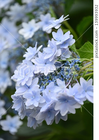 Hydrangea (photographed on a rainy day) 139993932