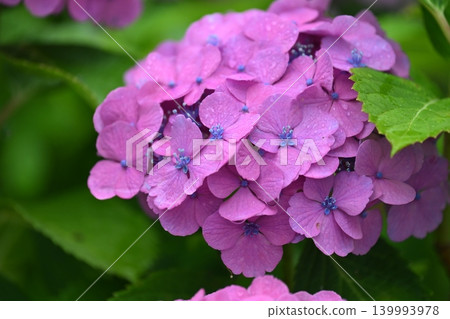 Hydrangea (photographed on a rainy day) Hydrangea (photographed on a rainy day) 139993978