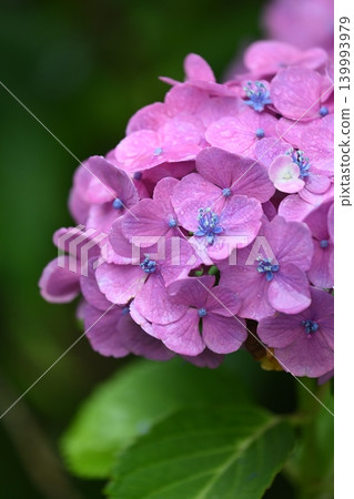 Hydrangea (photographed on a rainy day) Hydrangea (photographed on a rainy day) 139993979