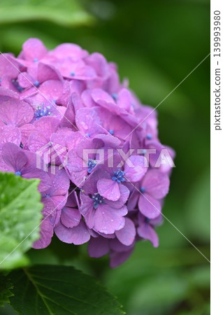 Hydrangea (photographed on a rainy day) Hydrangea (photographed on a rainy day) 139993980