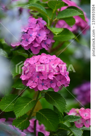 繡球花(下雨天拍攝) 繡球花(下雨天拍攝) 139993984