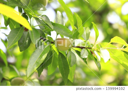 Almond fruit 139994102
