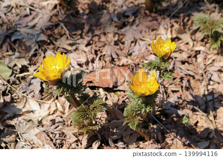 Adonis amurensis, image 139994116