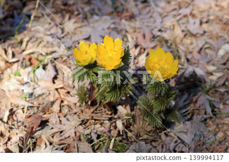 Adonis amurensis, image 139994117
