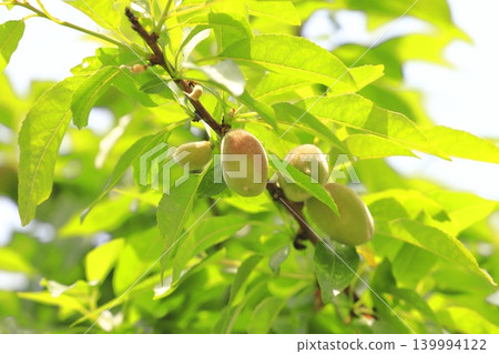 Almond fruit Almond fruit 139994122