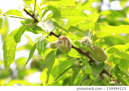 Almond fruit 139994123