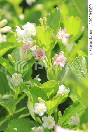 The color-changing flowers of Hakone Deutzia 139994160