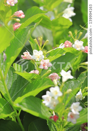 箱根天空樹的花會變色 箱根天空樹的花會變色 139994163